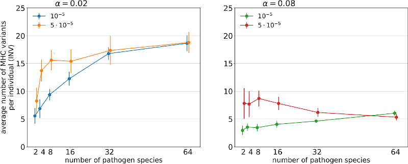 Figure 1. The effect of MHC-based mating rules on MHC individual copy number