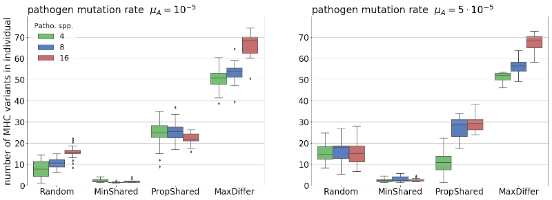 Figure 1. The effect of MHC-based mating rules on MHC individual copy number